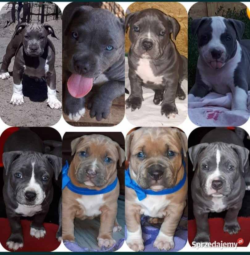 Amstaff BLUE TRICOLOR Biszkoptowe Dęblin