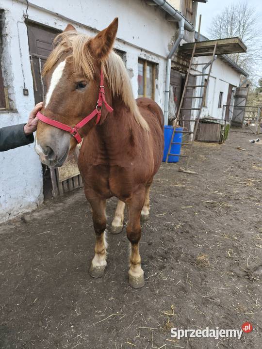 Klaczka Kobyłka zimnokrwista Tarczyn