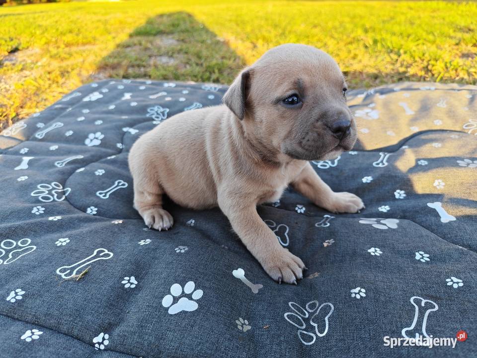 Szczeniak Amstaff Chełm