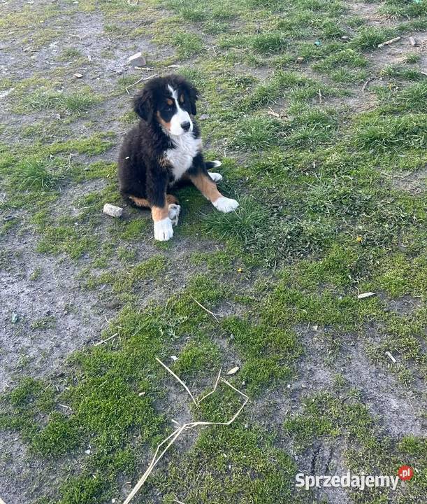Berneński Pies Pasterski sprzedam