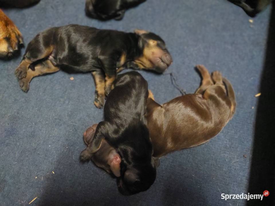 Gończy polski szczeniaczki Kościan