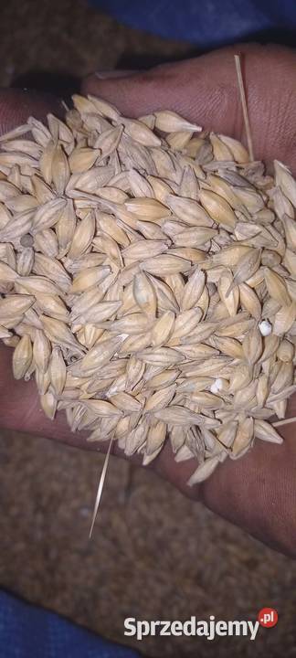 Jęczmień przesiany czyszczony