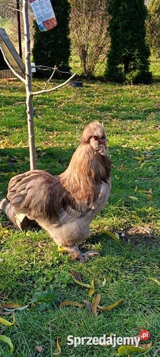 Kogut silka Zdzieszowice