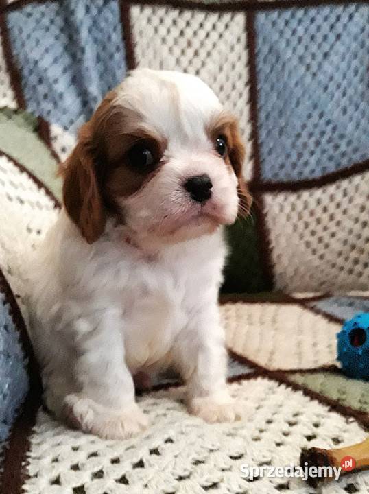 Chłopczyk cavalier k ch spaniel z przewagą