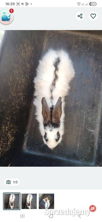 2 królice srokacz niemiecki w jednej Gryzonie Bączal Górny