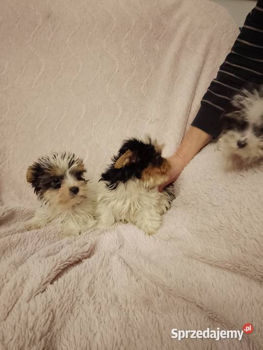 Sprzedam sunie Yorkshire Terrier Bewer sprzedam