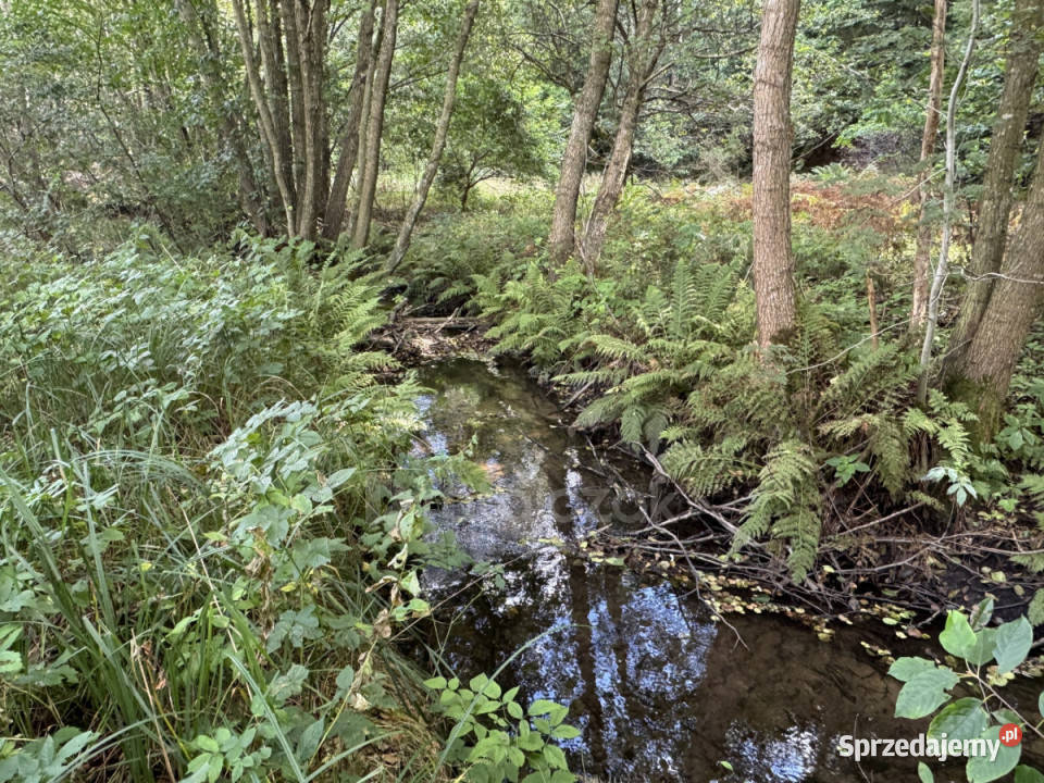 Działka Koleczkowo Jeziorna 5800m2 pomorskie sprzedam