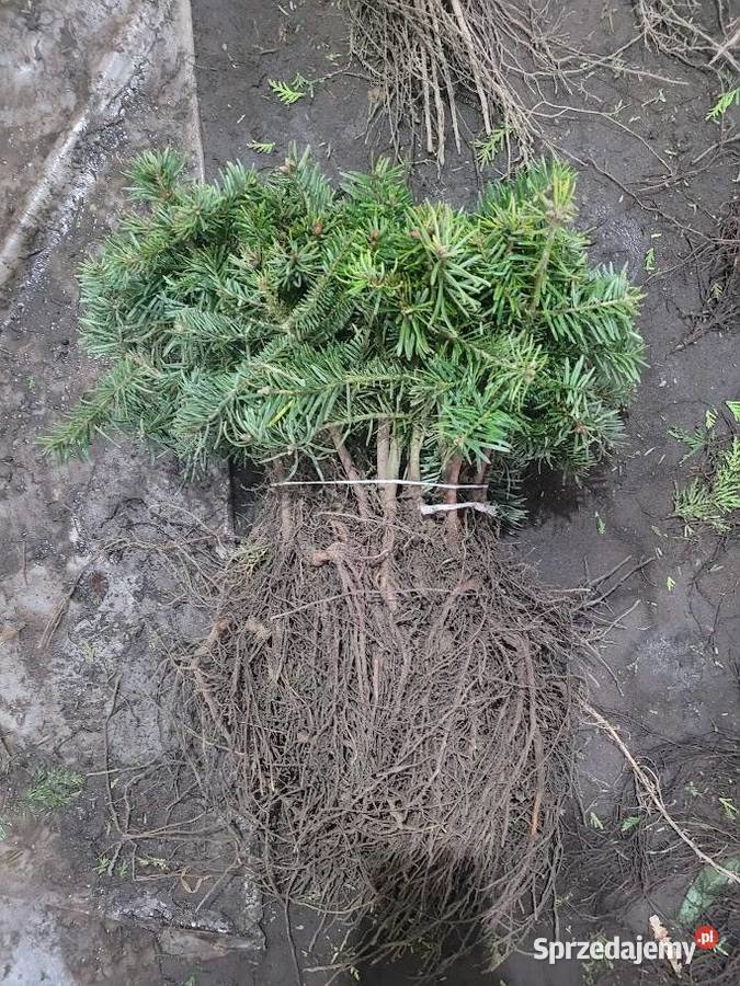 Sadzonki na plantacje choinek świerk srebrny śląskie Rybnik sprzedam