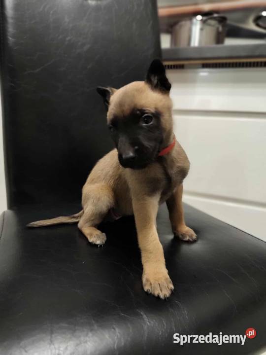 Owczarek Belgijski Malinois Szczeniaki Częstochowa sprzedam