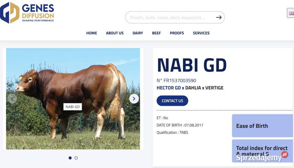 SPRZEDAM jałówkę rasy Limousine BEZROŻNA rogi lubelskie