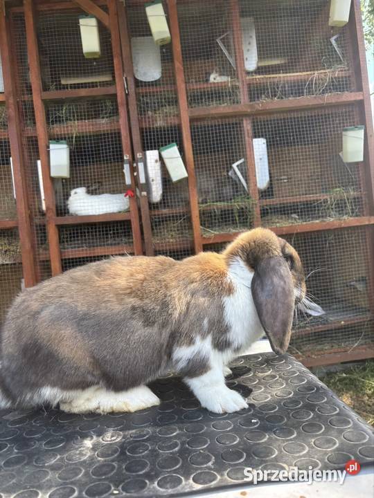 Francuski Baran madagaskarowy srokacz z Kołaczków