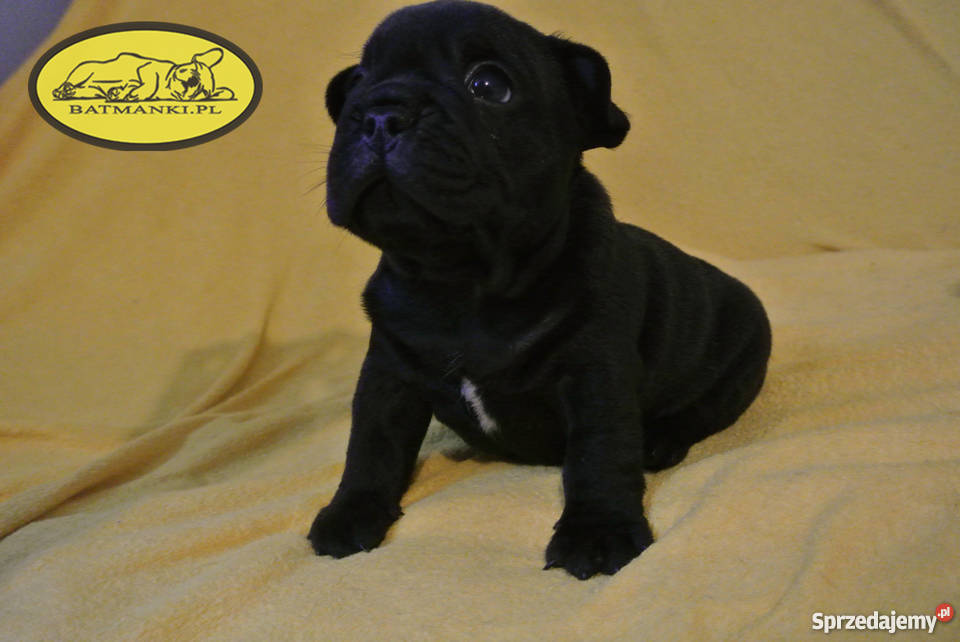 Buldog Francuski szczenięta czekoladowy marengo Turek sprzedam