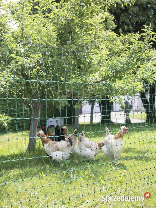 Siatka ogrodzenie kurczaków gęsi kaczek płot Siatki i panele