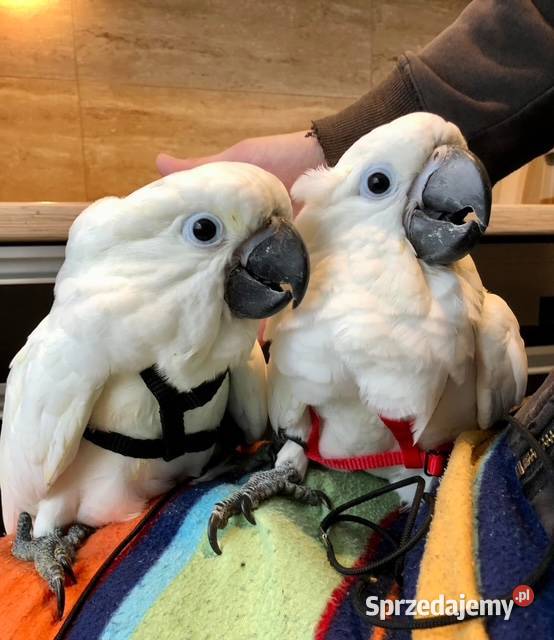 Kakadu Alba Park Papug Kraków sprzedam