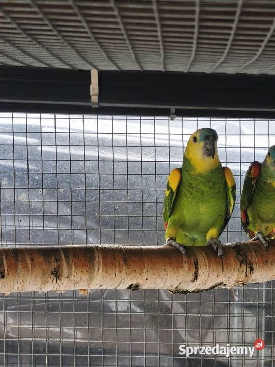 Amazonki niebieskoczelne para lęgowa Olkusz