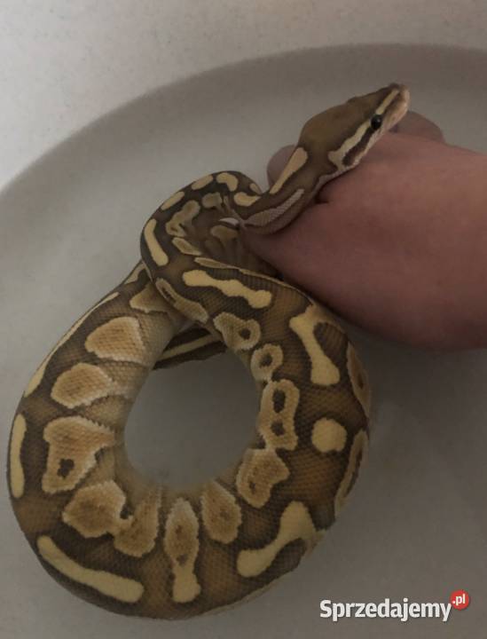 Królewski Pyton Do Adopcji Kraków