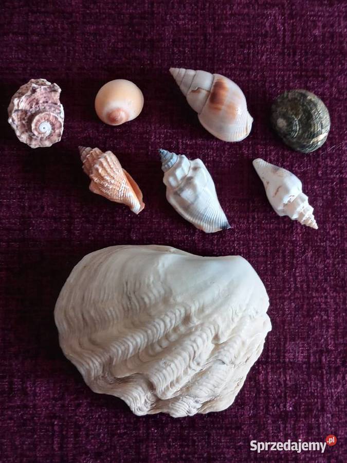 MUSZELKI zachodniopomorskie Szczecinek