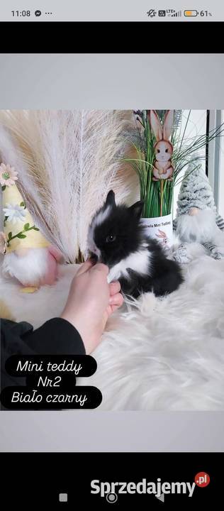 Mini lop karzełek Teddy lewek mini rex króliki Krosno
