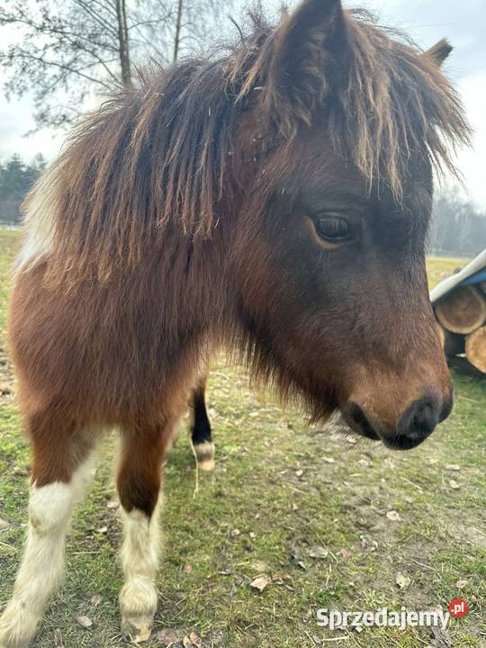 Kucyk Ogier na Sprzedaz Paszport zarejestrowany Biadoliny Szlacheckie