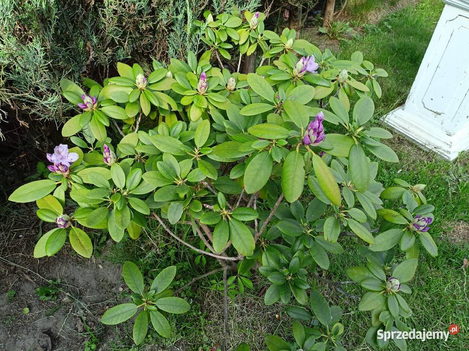 Różanecznik rododendron podkarpackie Sokołów Małopolski