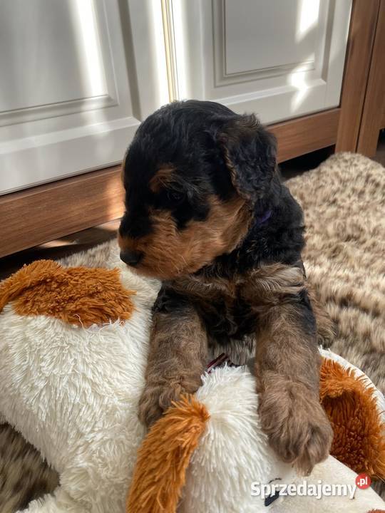Szczenię Airedale Terrier Mogilno