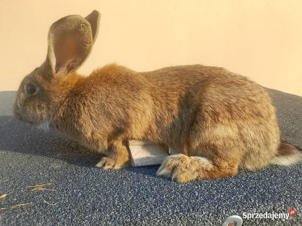 Szprzedam króliki 4 samice i 2 samce Mniów