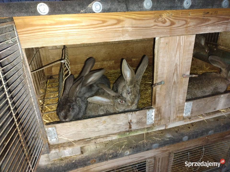 Samiczki olbrzym belgijski Turzno sprzedam