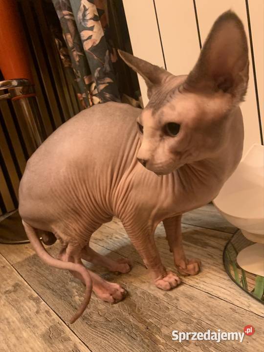 Sfinks Kanadyjski Reproduktor Sfinks Kanadijski