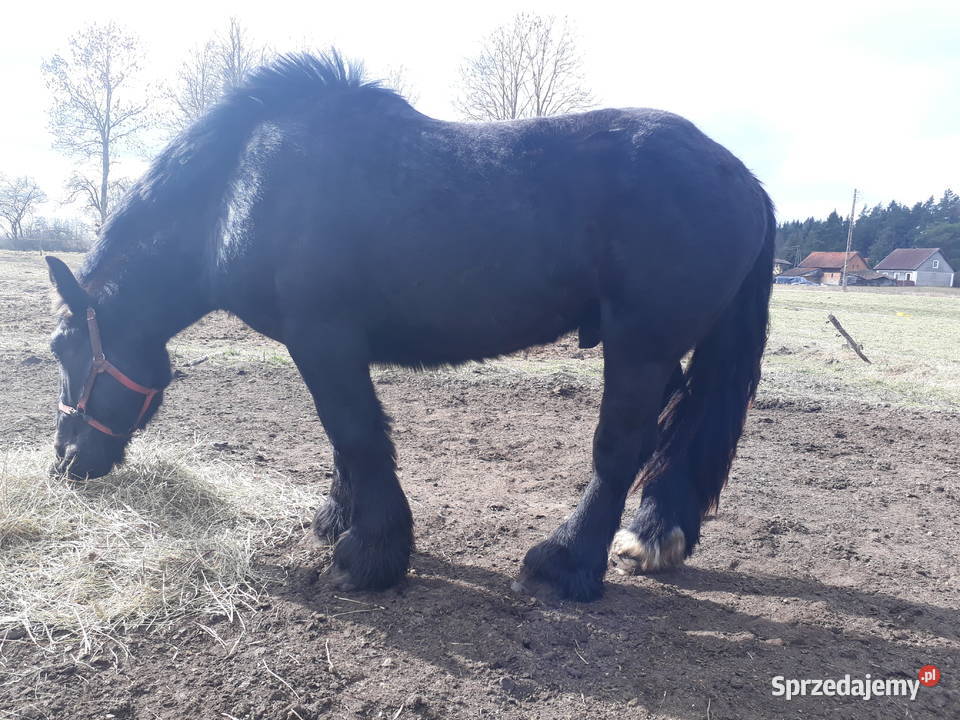 Sprzedam ogiera Zimnokrwistego Olecko