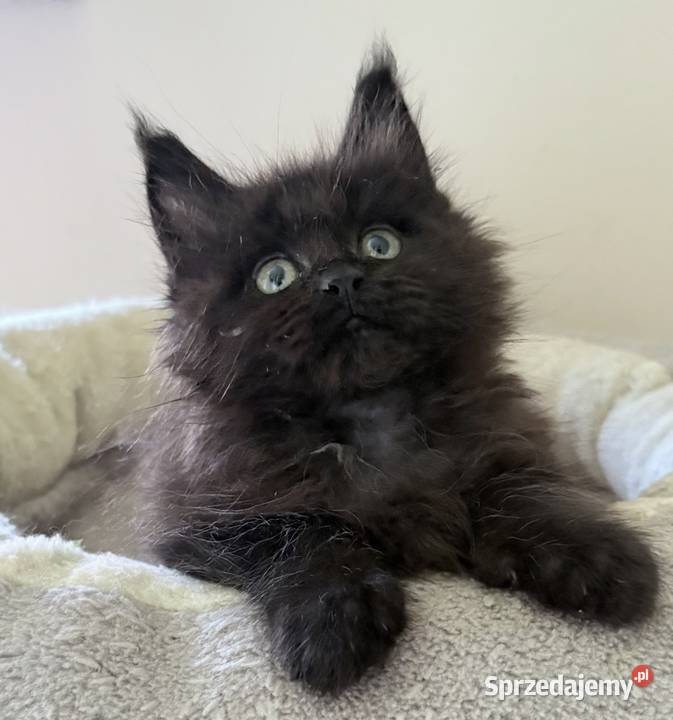 Maine Coon Śliczne kocięta Wińsko sprzedam