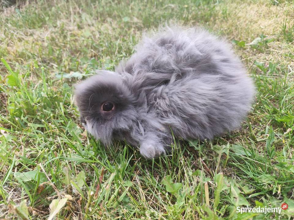 Śliczny królik puszysta kuleczka gotowy do Króliki Kościan sprzedam