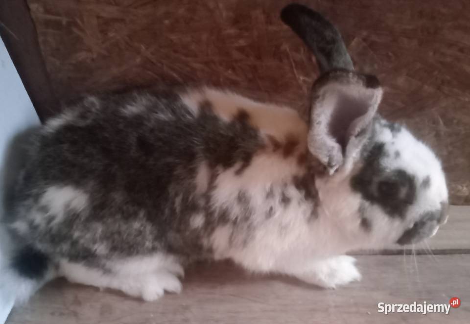 Sprzedam młodego samca mieszaniec z szrokaczem śląskie Zajączki Pierwsze