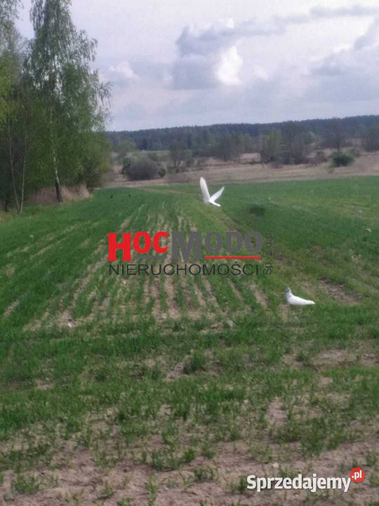 Działka pod budowę domu w staym sadzie Sprzedaż Kępa Skórecka