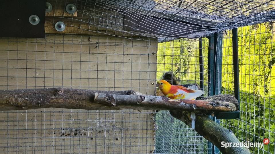 Papugi świergoty pary Ptaki