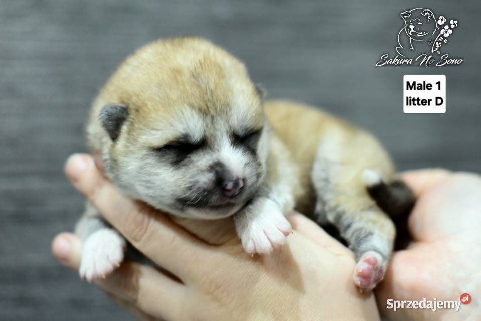 Akita Japonska czerwone samce warmińsko-mazurskie Morąg