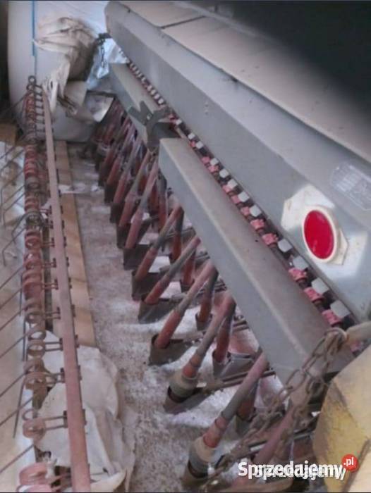 siewnk poznaniak podlaskie sprzedam