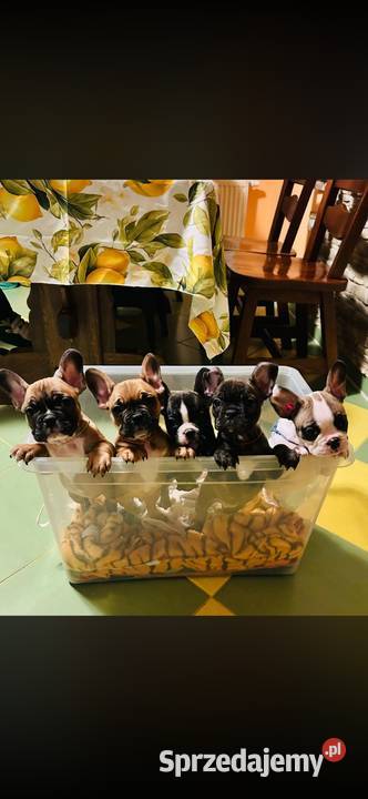 Szczeniaki buldoga Francuskiego