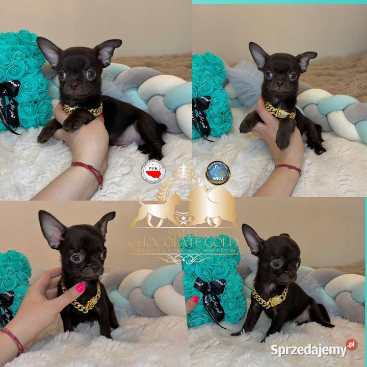 Chihuahua krótkowłosy czekoladowy piękny badania Bełchatów