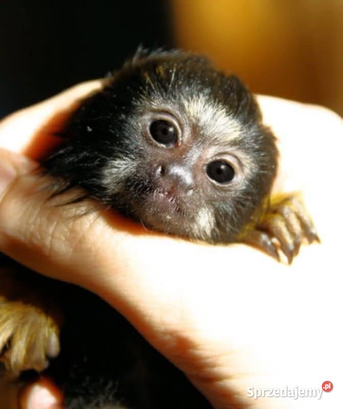 Tamaryna złotoręka Pozostałe Łódź