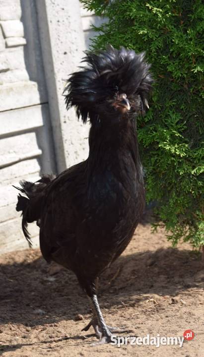 Koguty czubatki Łochów