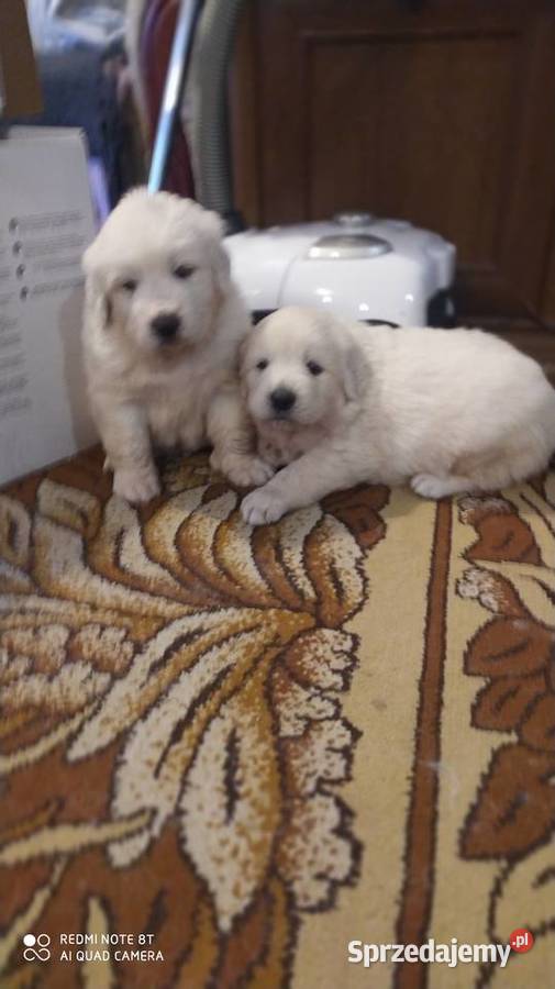 Owczarki Podhalanskie Łochów