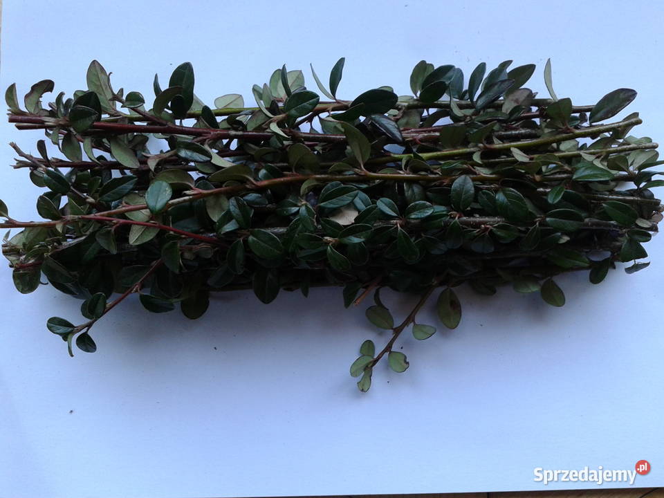 Irga Płożąca zadarniająca sztobry Lublin sprzedam