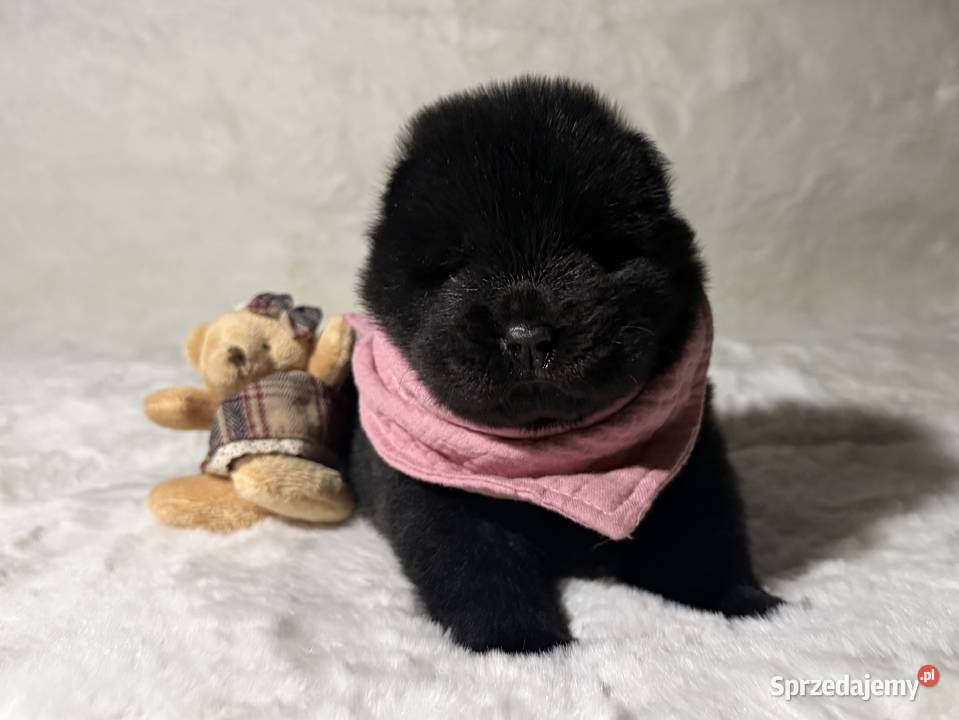 Chow Chow Czarne Szczeniaki sprzedam