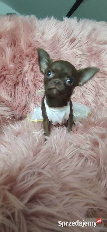 MIKRUSEK Dziewczynka Chihuahua Gotowa Do Zwierzęta Ciszkowo