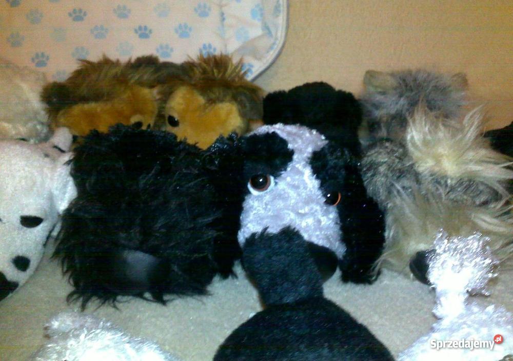 kolekcja THE DOG Poznań