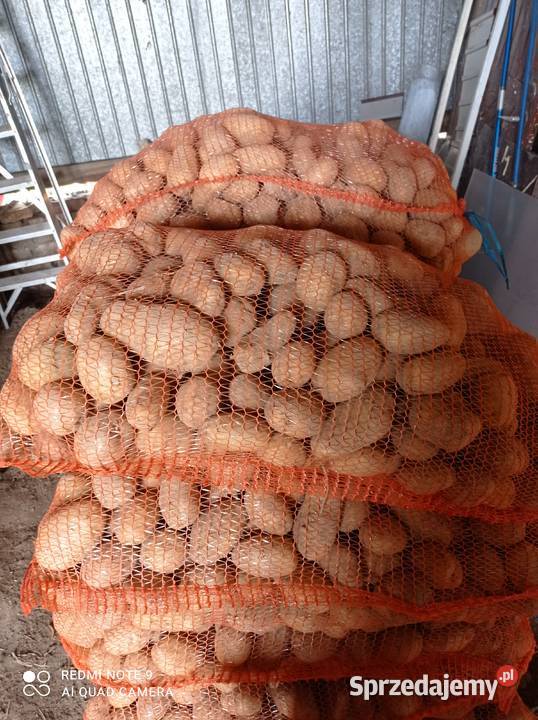 Ziemniaki żółte jadalne Uchanie