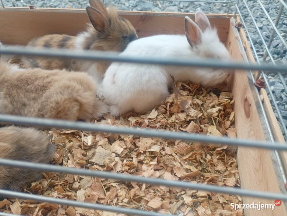 Króliki miniaturki