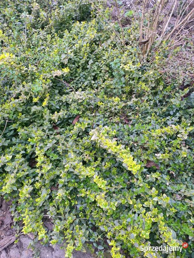 Rośliny do ogrodu z własnych nadwyżek sprzedam