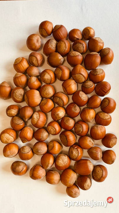 Jadro orzecha laskowego 1315 mm Gruzja