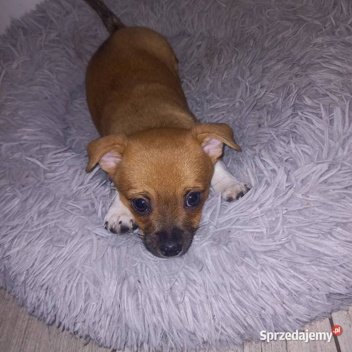 Chihuahua sprzedam